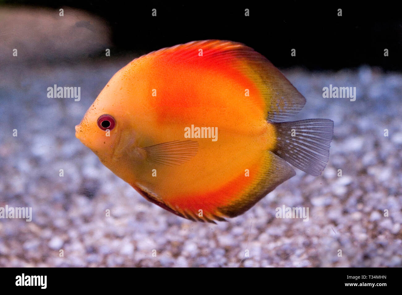 Close-up of a fish swimming underwater Stock Photo