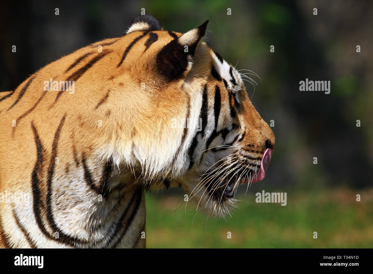 Portrait of a Sumatran Tiger, Indonesia Stock Photo