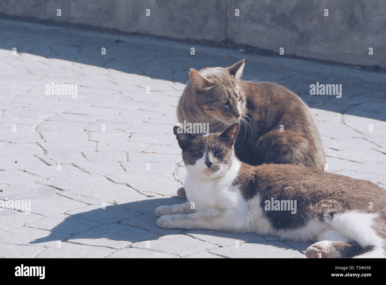 Two cats lying in the sun, Malaga, Spain Stock Photo Alamy