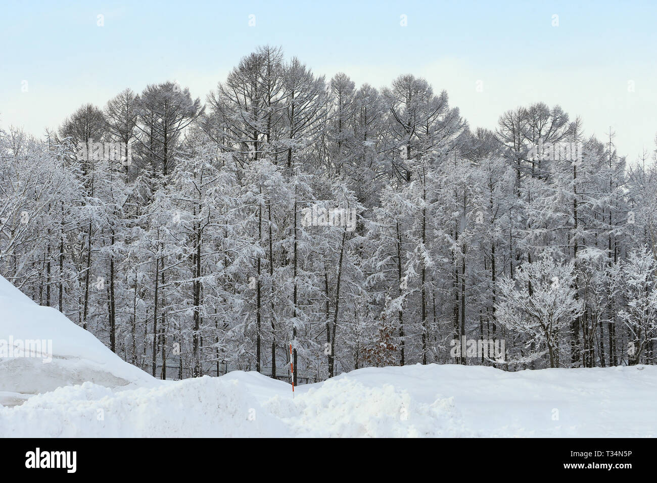 Winter forest in the snow, Asahikawa, Hokkaido, Japan Stock Photo