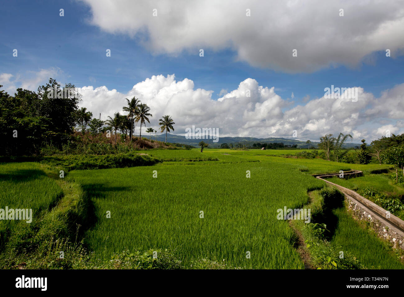 Paddy fields, Sumba, East Nusa Tenggara, Indonesia Stock Photo