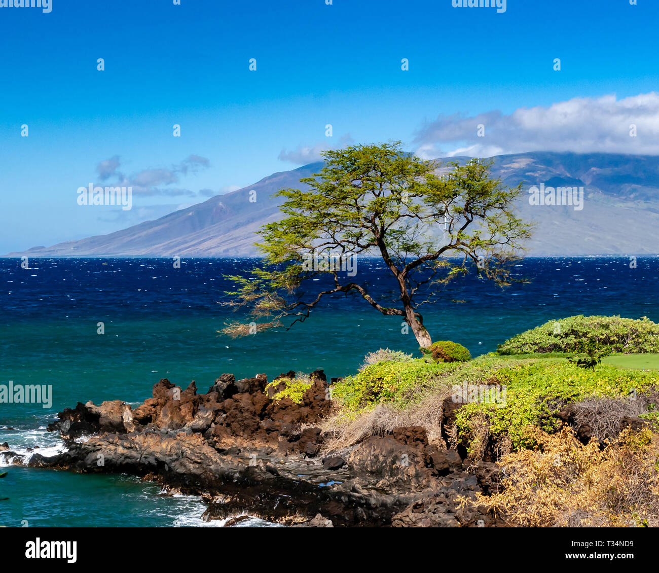 Lone tree by the Pacific Ocean, Maui, Hawaii, United States Stock Photo