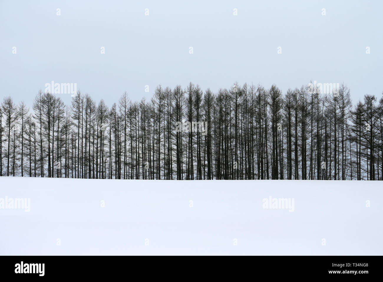 Winter forest in the snow, Blei, Hokkaido, Japan Stock Photo
