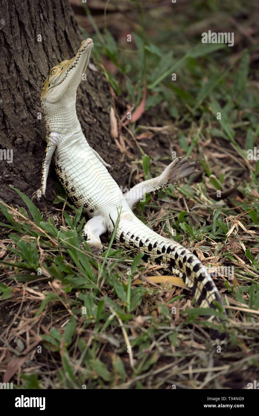 Crocodile hatchling leaning against a tree, Indonesia Stock Photo