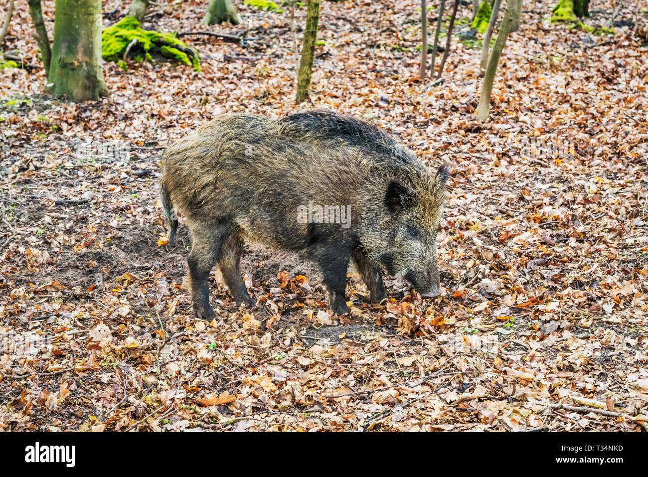 A Wild boar in the forest of Kolobrzeg, West Pomeranian, Poland,  Europe Stock Photo