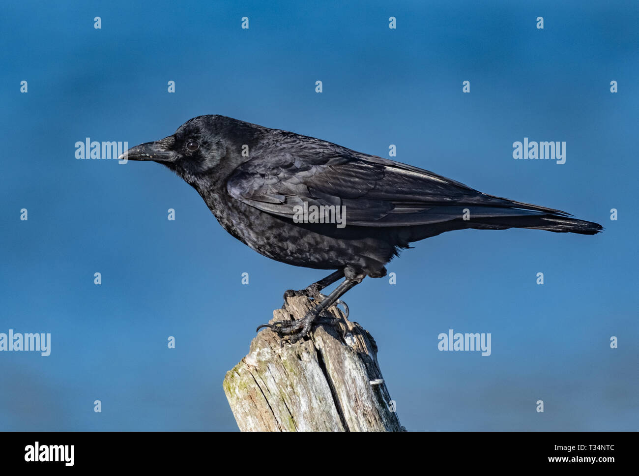 Portrait of a crow, British Columbia, Canada Stock Photo