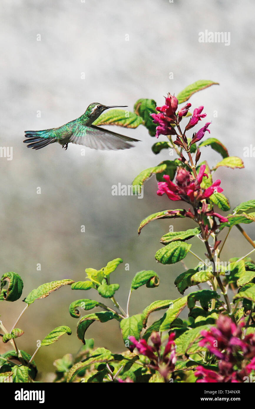 Glittering-bellied emerald hummingbird hovering by a flower, Buenos Aires, Argentina. Stock Photo