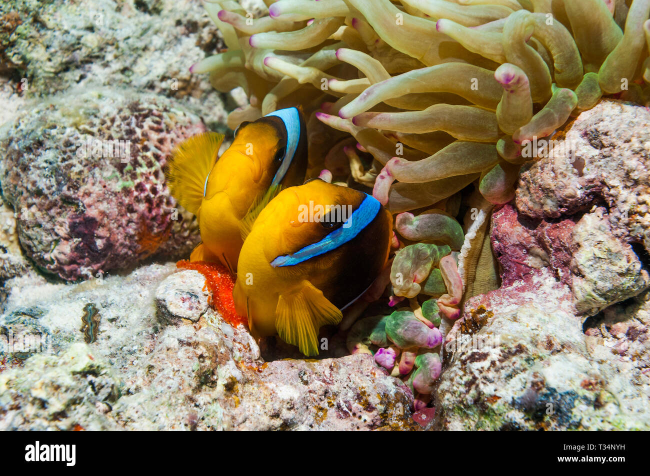 Red Sea anemonefish [Amphiprion bicinctus] female laying eggs with the male close behind to fertilise them,  at base of Magnificent anemone [Heteracti Stock Photo