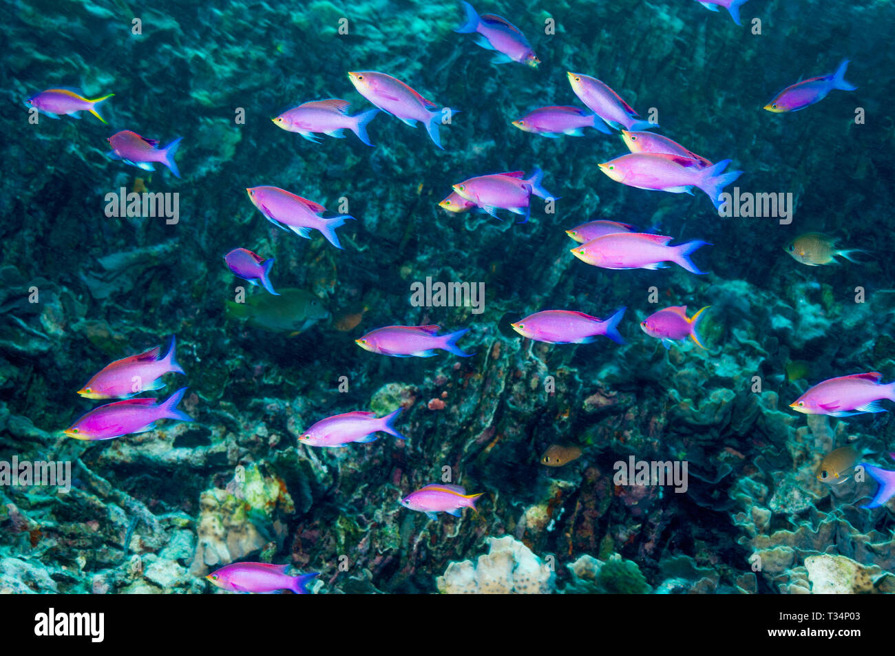Purple Queen [Pseudanthias pascalus] swimming against the current.  North Sulawesi, Indonesia.  Indo-West Pacific. Stock Photo