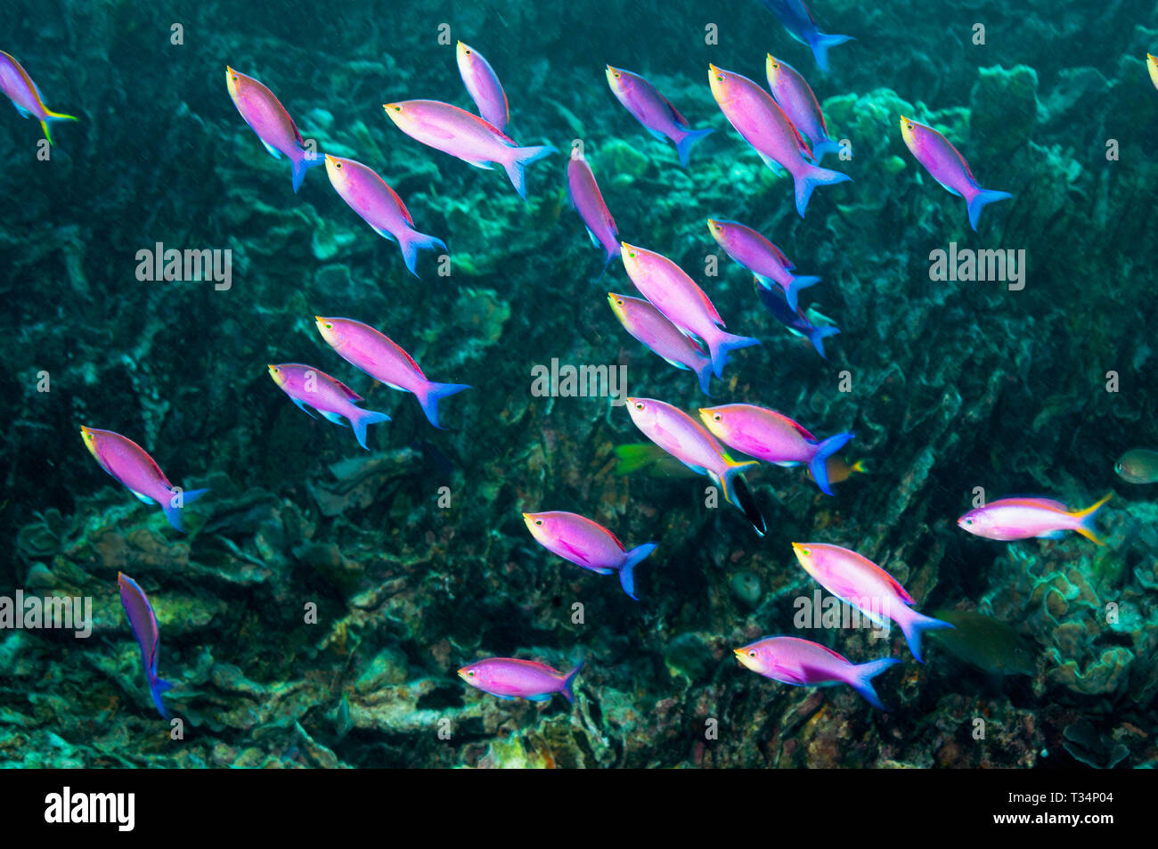Purple Queen [Pseudanthias pascalus] swimming against the current.  North Sulawesi, Indonesia.  Indo-West Pacific. Stock Photo