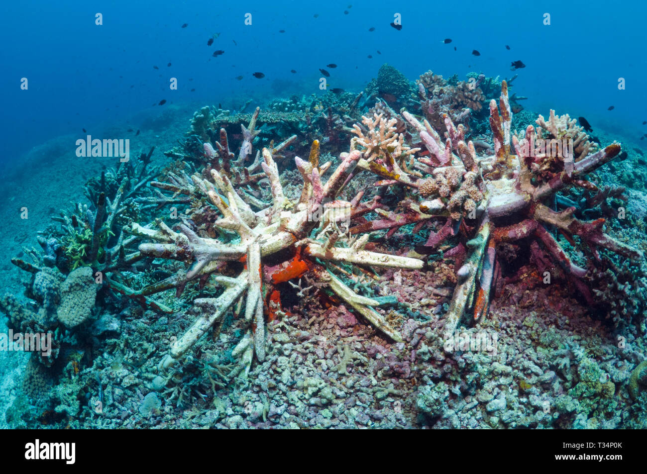 Artificial reef (EcoReef, the brain child of Michael Moore, installed by Dr Mark Erdmann). Ceramic structures placed on reef bomb damaged in the 70s,  Stock Photo