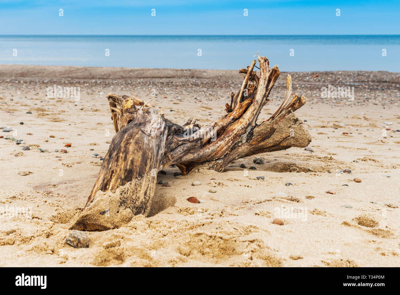 A tree root lies on the beach of the Baltic Sea, Kolobrzeg, West Pomeranian, Poland, Europe Stock Photo