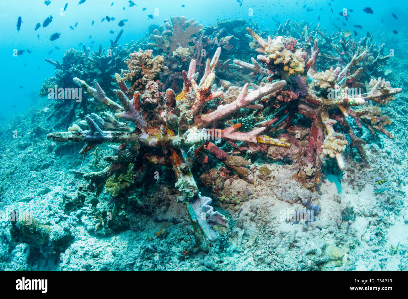 Artificial reef.  These spikey 'eco reefs' are designed to stabilise the coral rubble on damaged reefs, giving hard corals the chance to grow. Bunaken Stock Photo