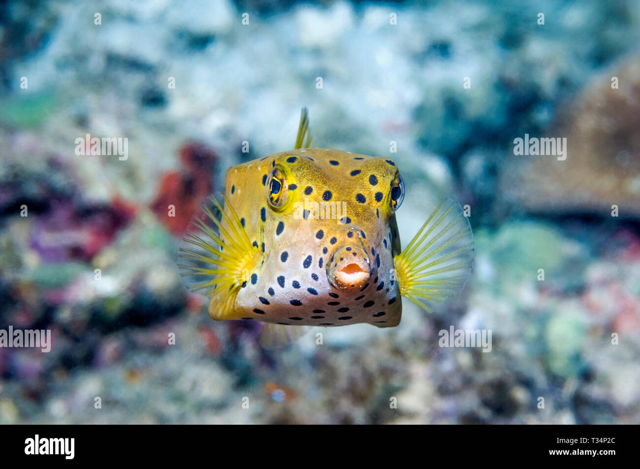Yellow Boxfish [Ostracion cubicus] juvenile.  Bunaken Marine Park, North Sulawesi, Indonesia.  Indo-West Pacific. Stock Photo