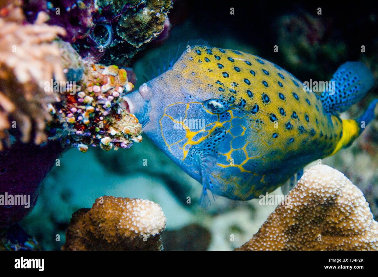 Adult yellow boxfish [Ostracion cubicus].  Indonesia, Indo-West Pacific. Stock Photo