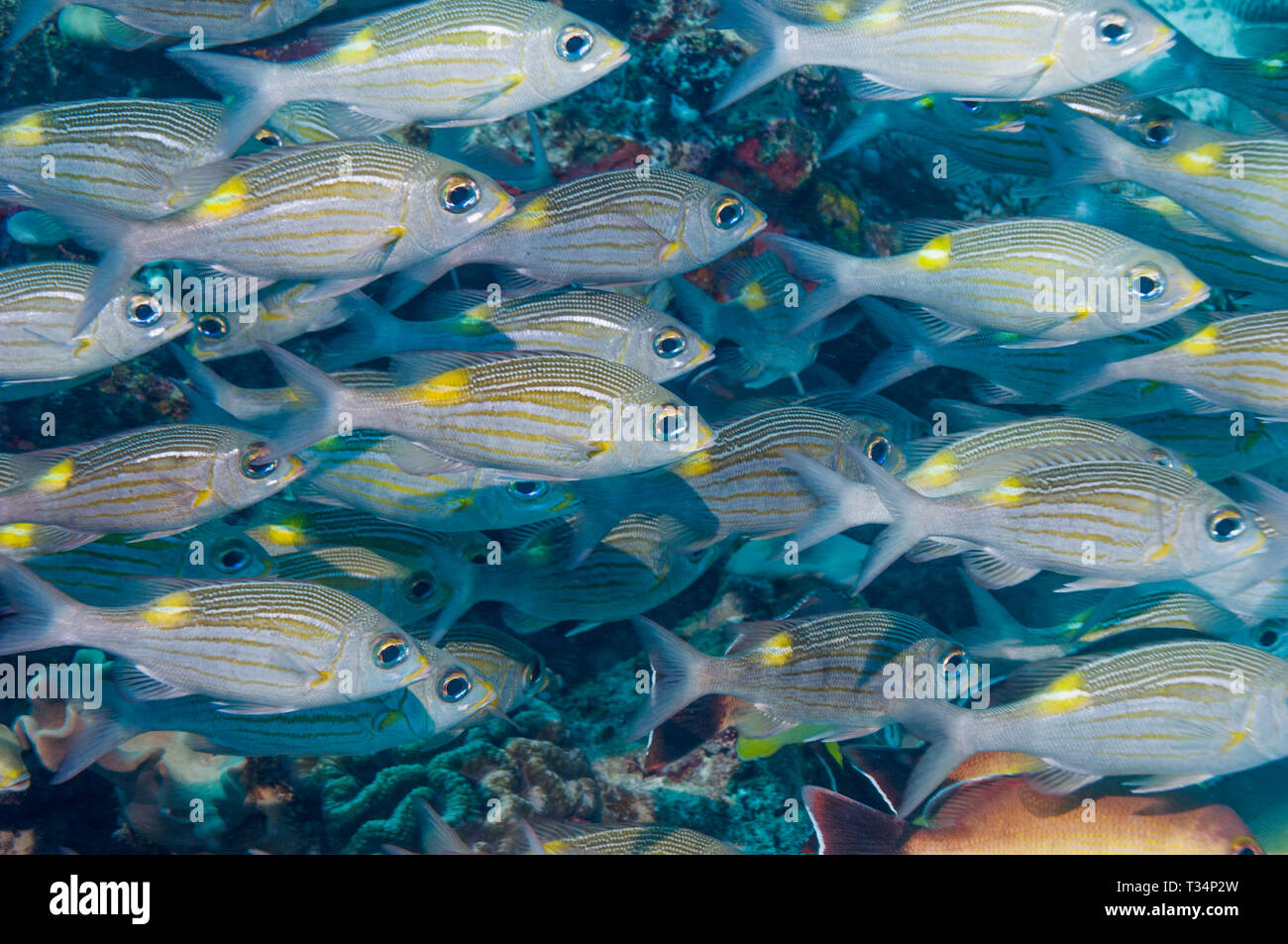 Goldspot seabream or Striped large-eye bream [Gnathodentex aureolineatus], a species of Emperore, school over coral reef. Maldives.  Indian Ocean. Stock Photo