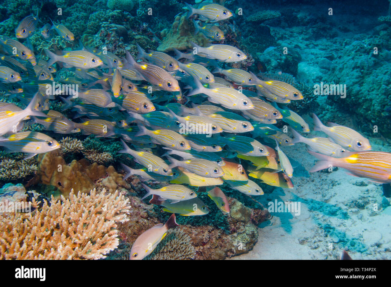 Goldspot seabream or Striped large-eye bream [Gnathodentex aureolineatus], a species of Emperore, school over coral reef. Maldives.  Indian Ocean. Stock Photo