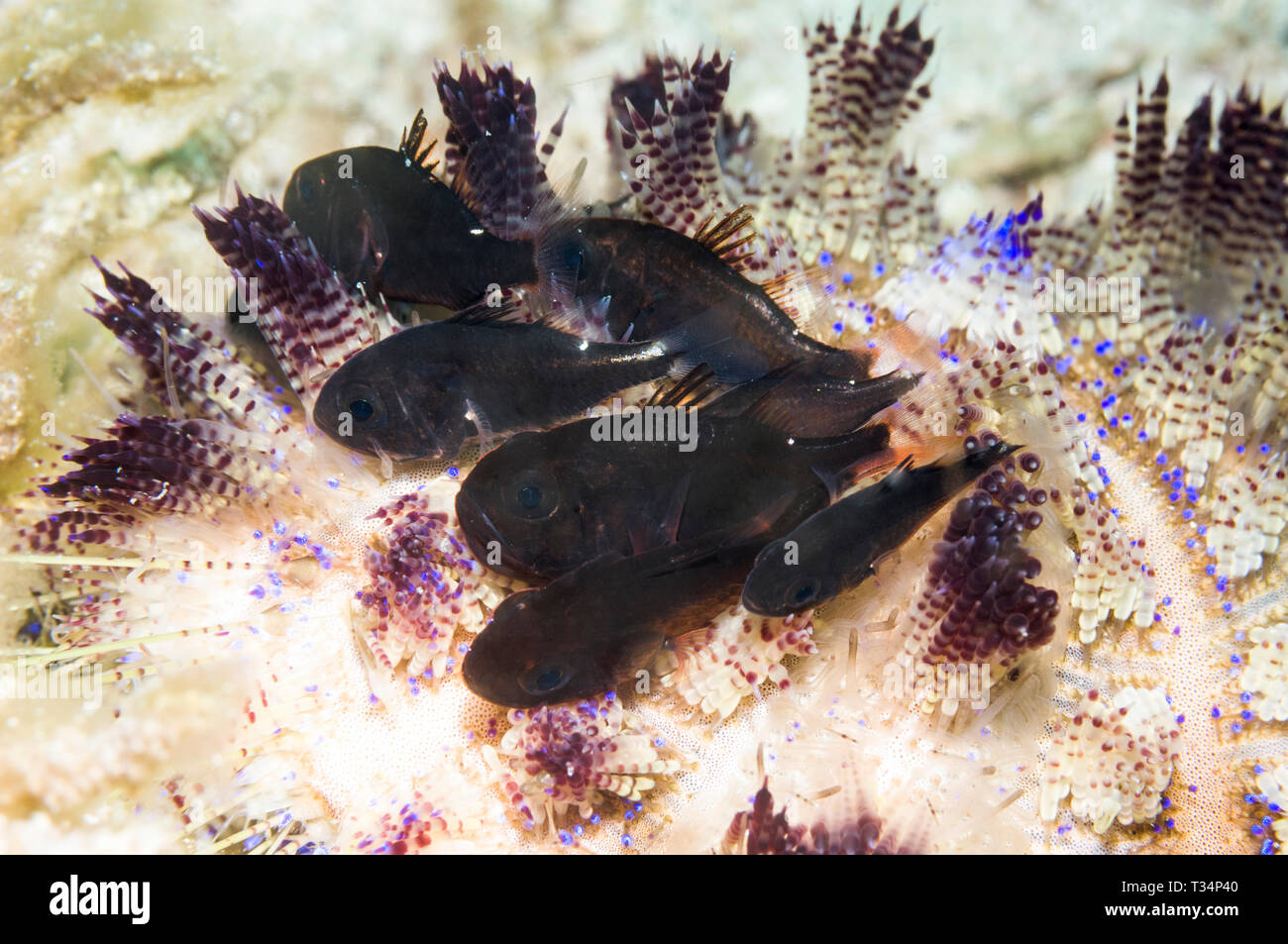 Urchin siphonfish [Siphamia versicolor] sheltering in the spines of a Toxic Ijima's sea urchin [Asthenosoma ijimai].  Lembeh Strait, Norht Sulawesi, I Stock Photo