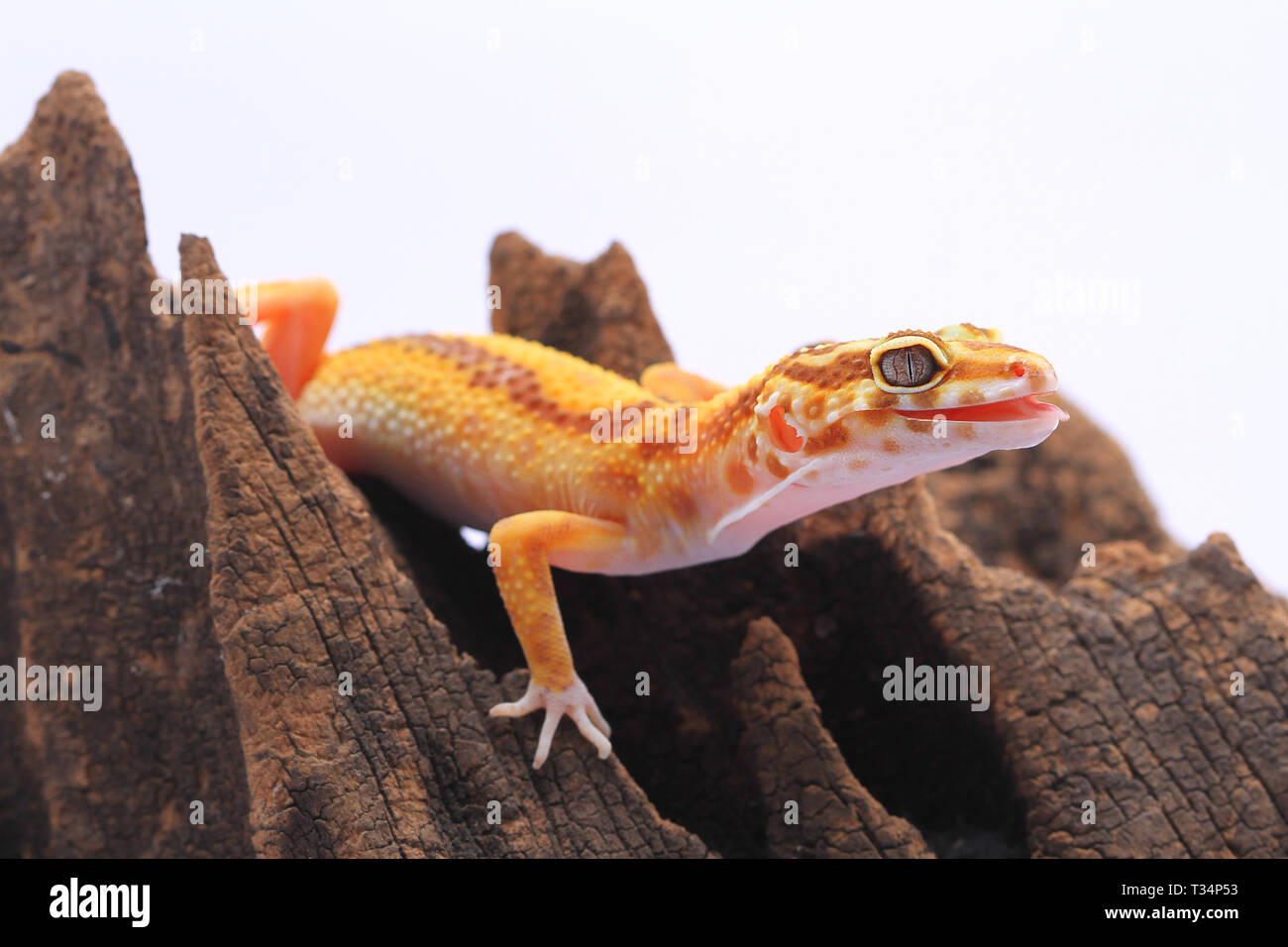 Domestic Gecko Hi-res Stock Photography And Images - Alamy