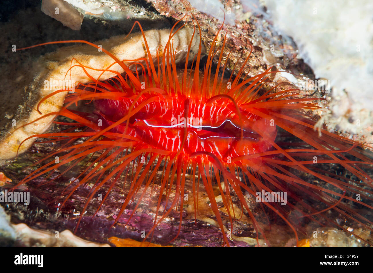 Flame File Shell, Flashing File Shell [Ctenoides ales].  North Sulawesi, Indonesia.  Indo-West Pacific. Stock Photo