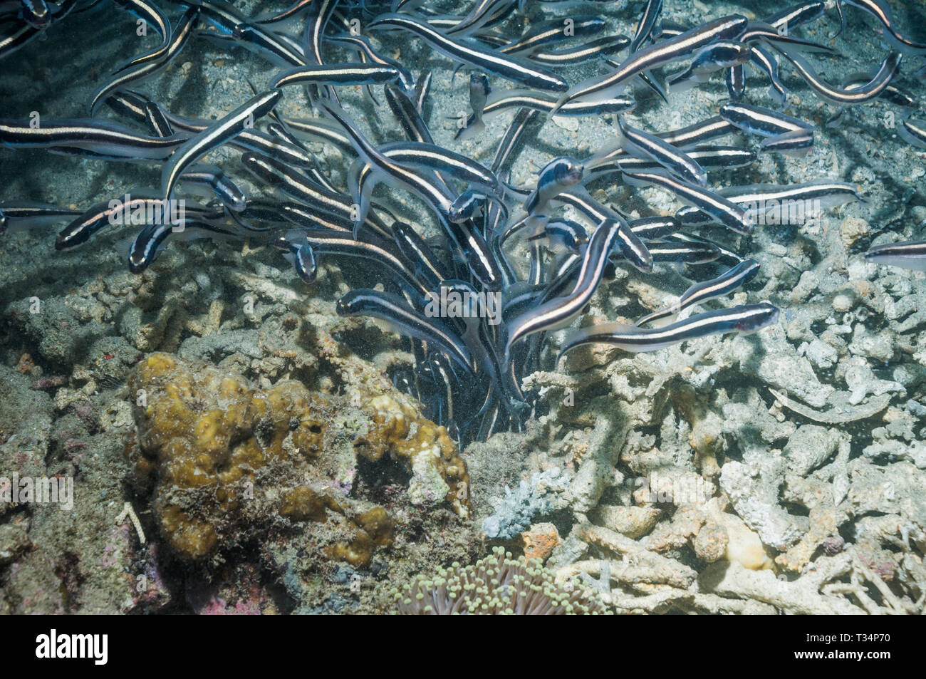 Convict blenny [Pholidichthys leucotaenia] juveniles emerging from burrow. Papua New Guinea Stock Photo