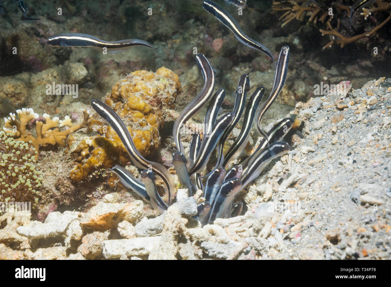 Convict blenny [Pholidichthys leucotaenia] juveniles emerging from burrow. Papua New Guinea Stock Photo