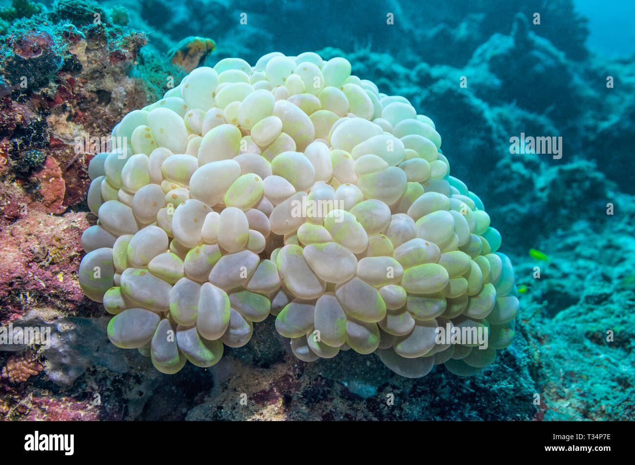 Bubble coral [Plerogyra sinuosa]. Large polyp stony coral or large polyp scleractinian, LPS.  Mabul, Malaysia.  Indo-West Pacific. Stock Photo