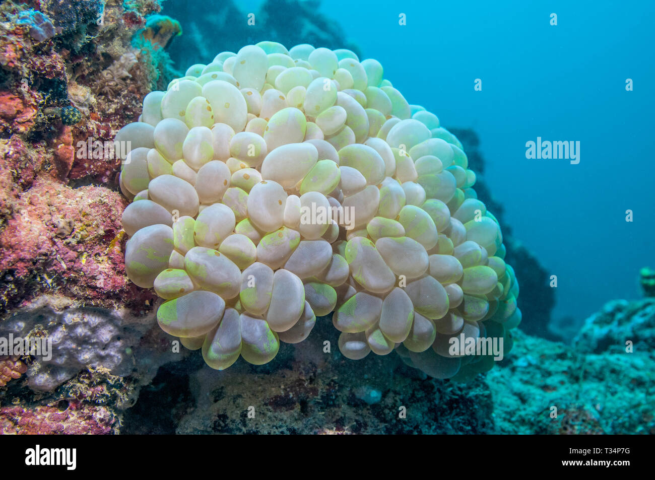 Bubble coral [Plerogyra sinuosa]. Large polyp stony coral or large polyp scleractinian, LPS.  Mabul, Malaysia.  Indo-West Pacific. Stock Photo