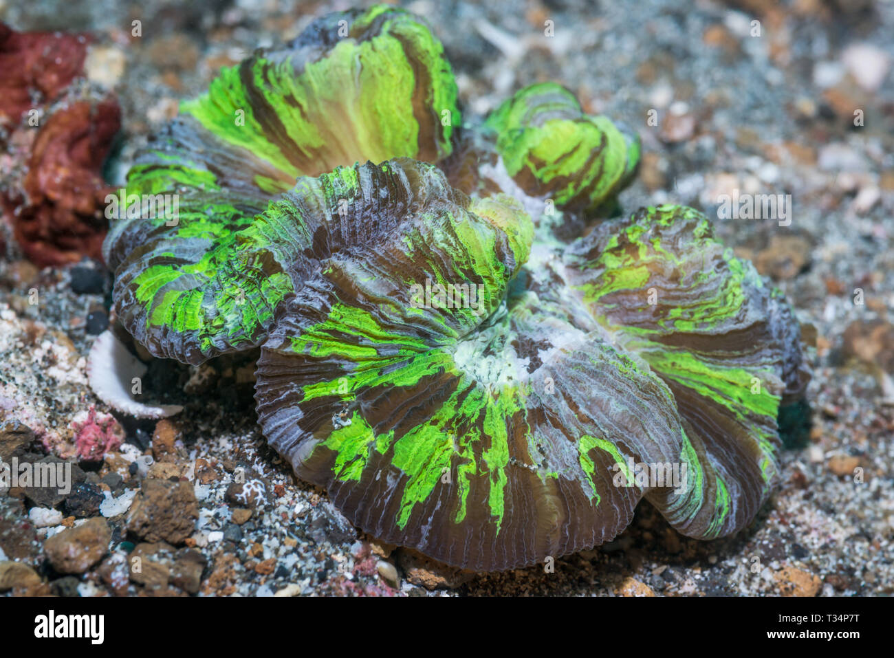 Open brain coral (Trachyphyllia geoffroyi).  Lembeh Strait, North Sulawesi, Indonesia. Stock Photo