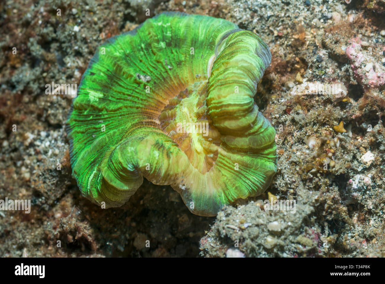 Open brain coral (Trachyphyllia geoffroyi).  Lembeh Strait, North Sulawesi, Indonesia. Stock Photo