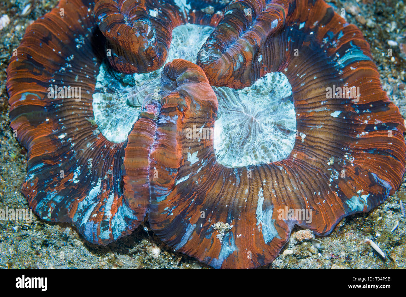 Open Brain coral [Trachyphyllia geoffroyi].  North Sulawesi, Indonesia.  Indo-Pacific. Stock Photo