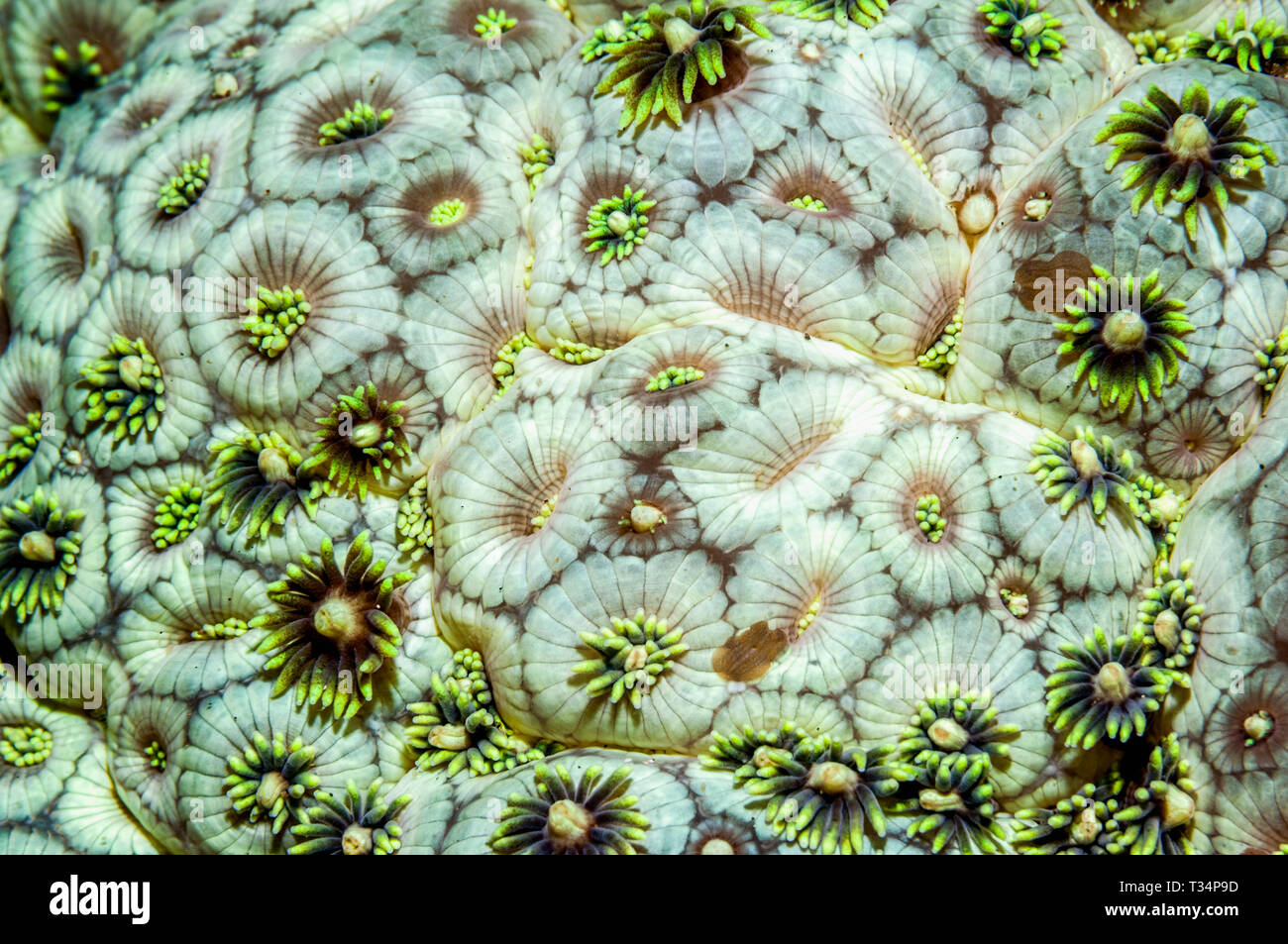 Flowerpot coral [Goniopera species].  Large polyp stony coral, with polyps partly retracted.  North Sulawesi, Indonesia.  Indo-West Pacific. Stock Photo