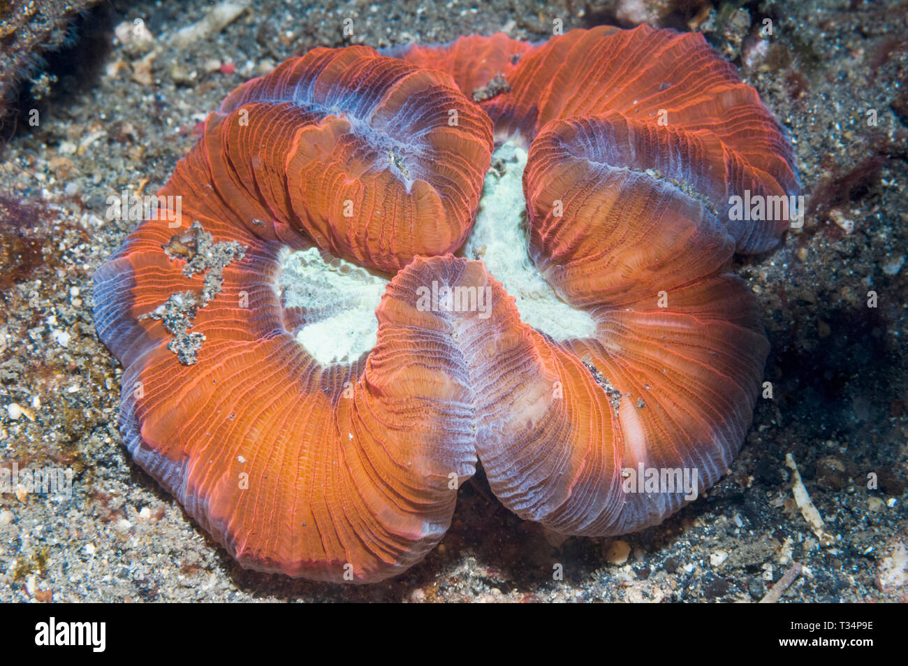 Open Brain coral [Trachyphyllia geoffroyi].  North Sulawesi, Indonesia.  Indo-Pacific. Stock Photo