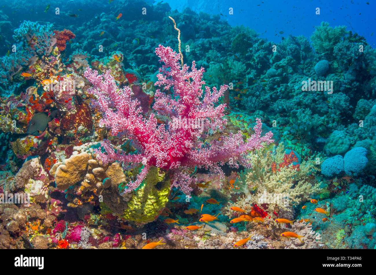 Soft coral on coral reef.  Egypt, Red Sea.  Indo-West Pacific. Stock Photo