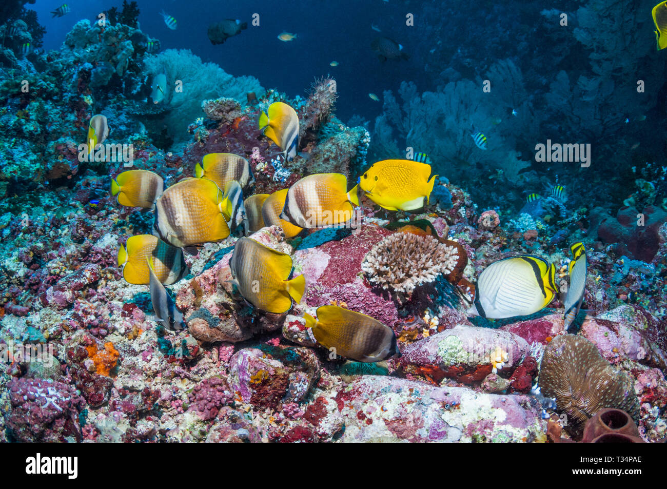 Klein's butterflyfish, a Vagabond butterflyfish [Chaetodon vagabundus] and a Three-spot angelfish [Apolemichthys trimaculatus] on coral reef.  Ambon,  Stock Photo