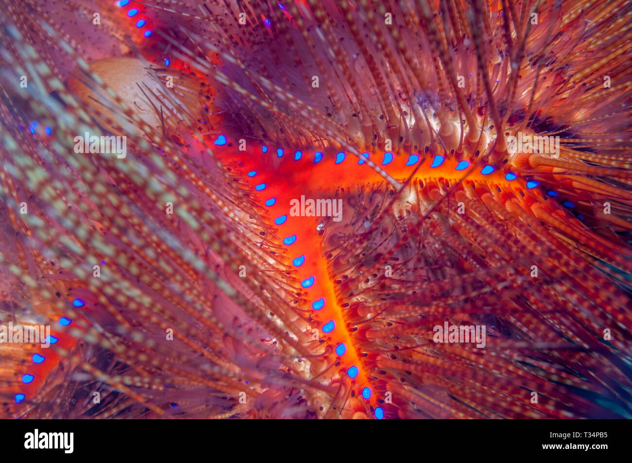 Long spined sea urchin [Astropyga radiata].  North Sulawesi, Indonesia. Stock Photo