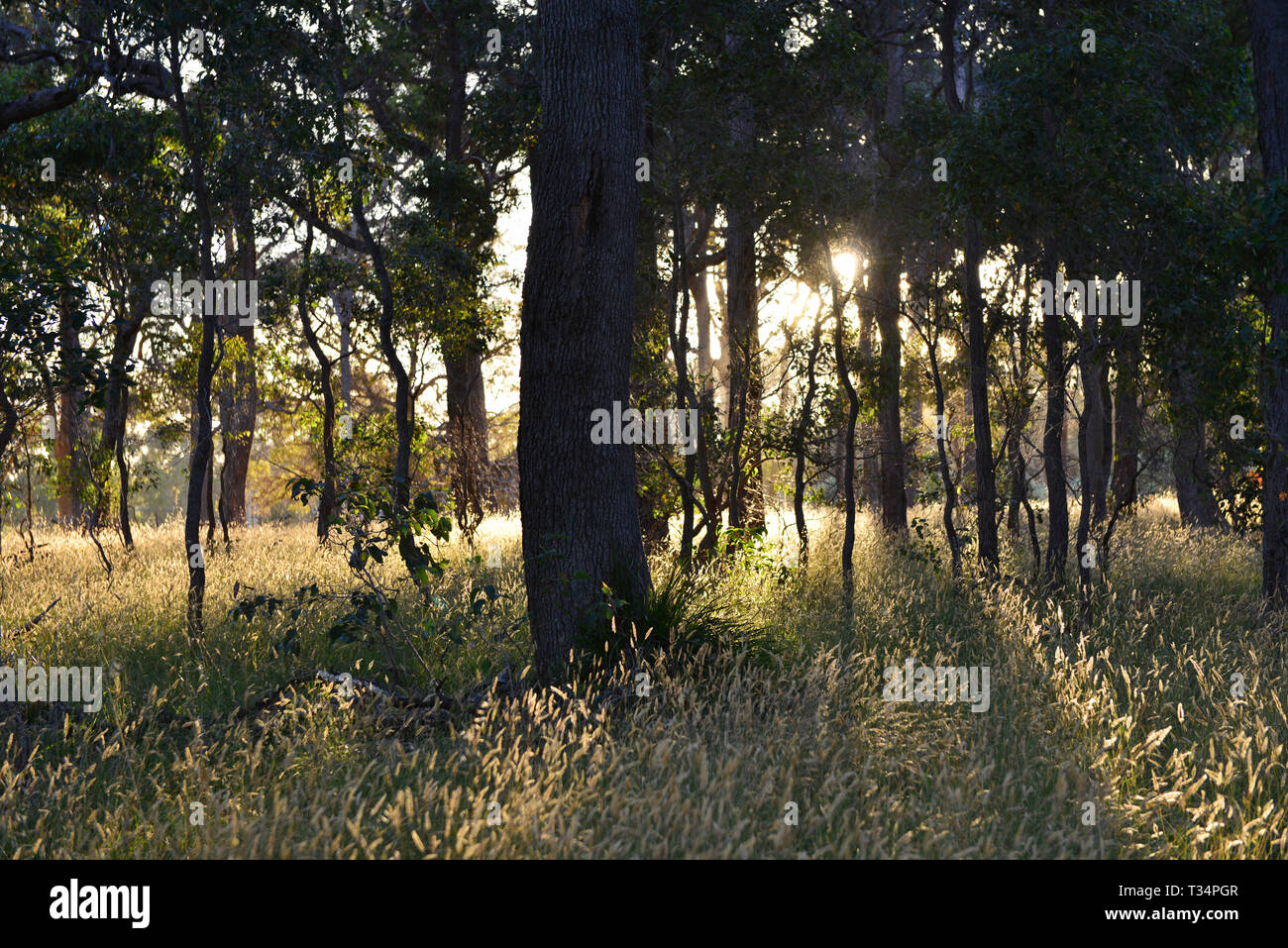 Sunlight through the trees, Margaret River, Western Australia, Australia Stock Photo