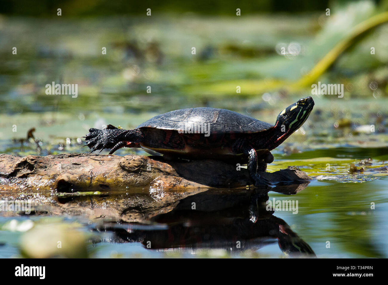 Brush painting turtle hi-res stock photography and images - Alamy