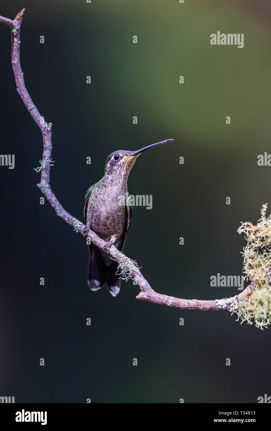 Female Talamanca Hummingbird on a perch against a dark background Stock Photo