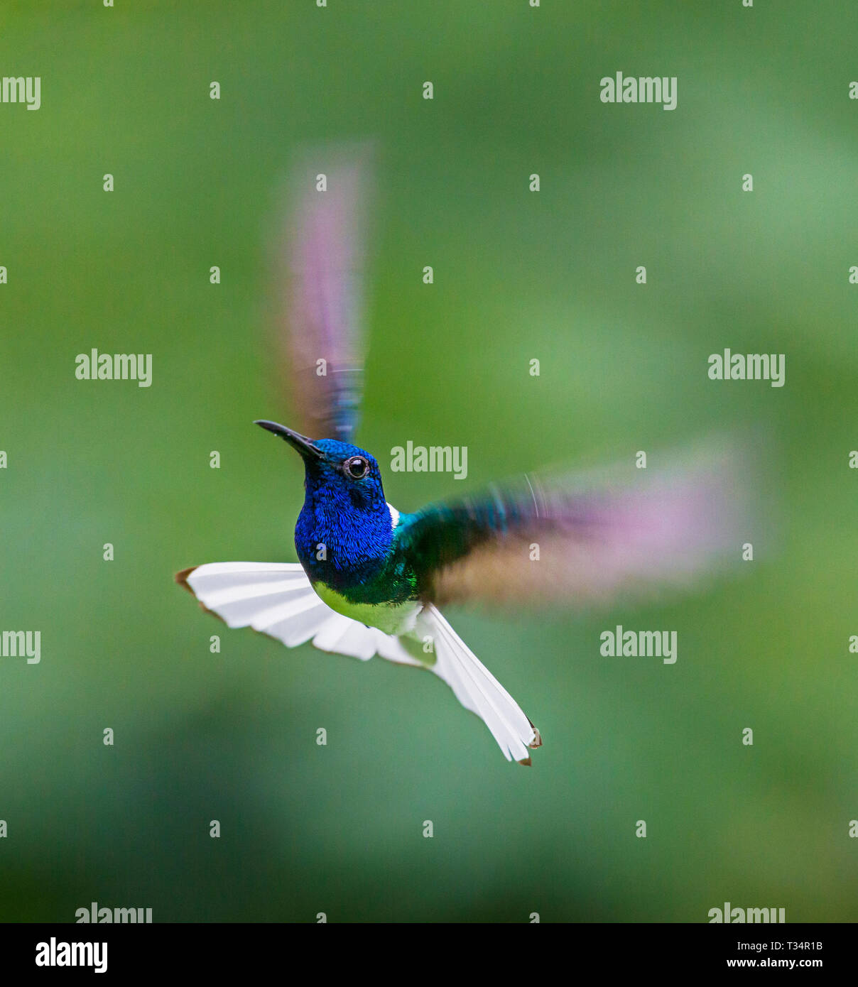 Jacobin bird hi-res stock photography and images - Alamy