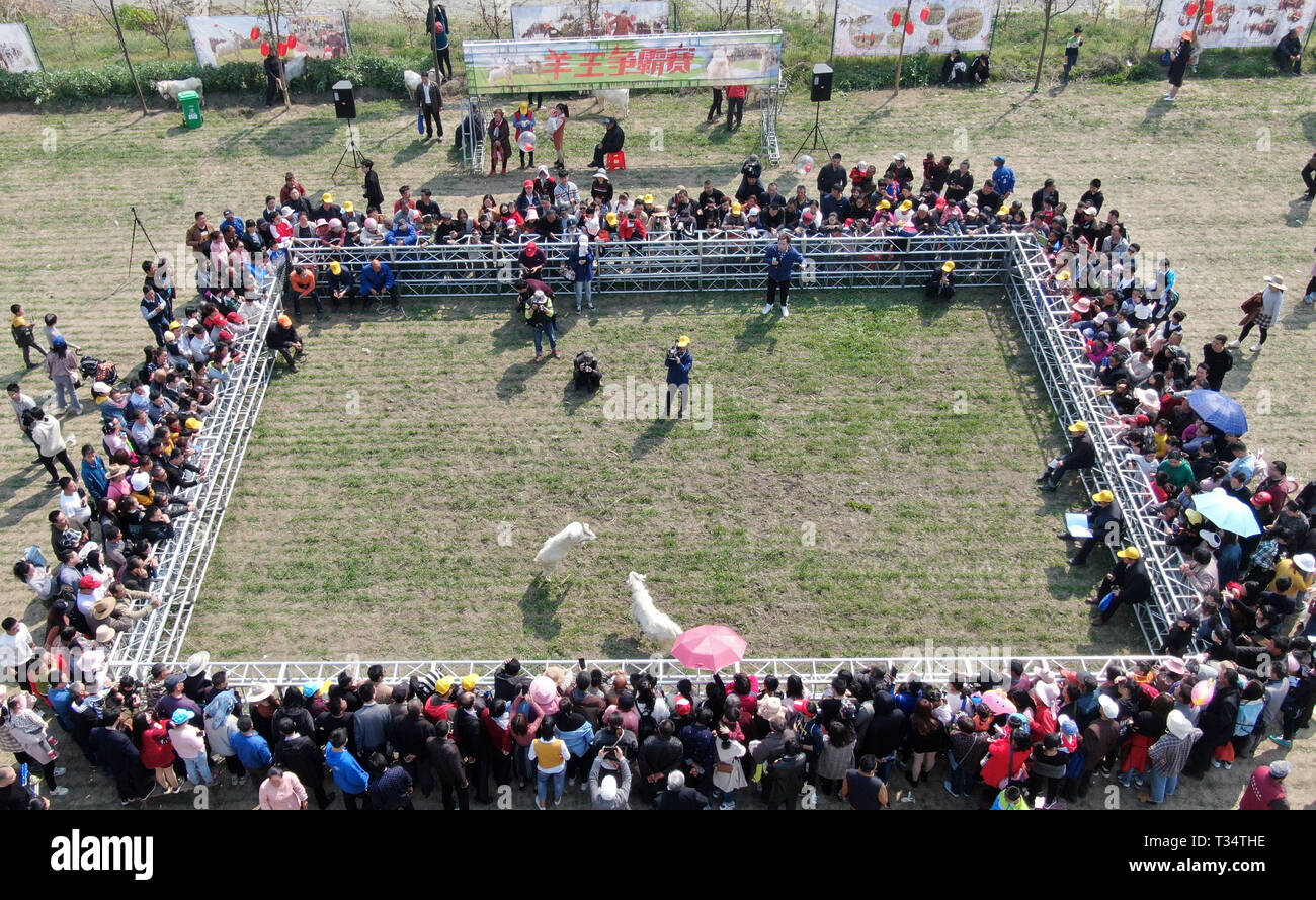 Nantong. 6th Apr, 2019. In this aerial photo taken on April 6, 2019, people watch two goats fighting in a duel event in Dagong Town of Haian, Nantong, east China's Jiangsu Province. Goat candidates representing local villages vied in the event held here on Saturday for the 'goat of the year' title. Credit: Xu Congjun/Xinhua/Alamy Live News Stock Photo