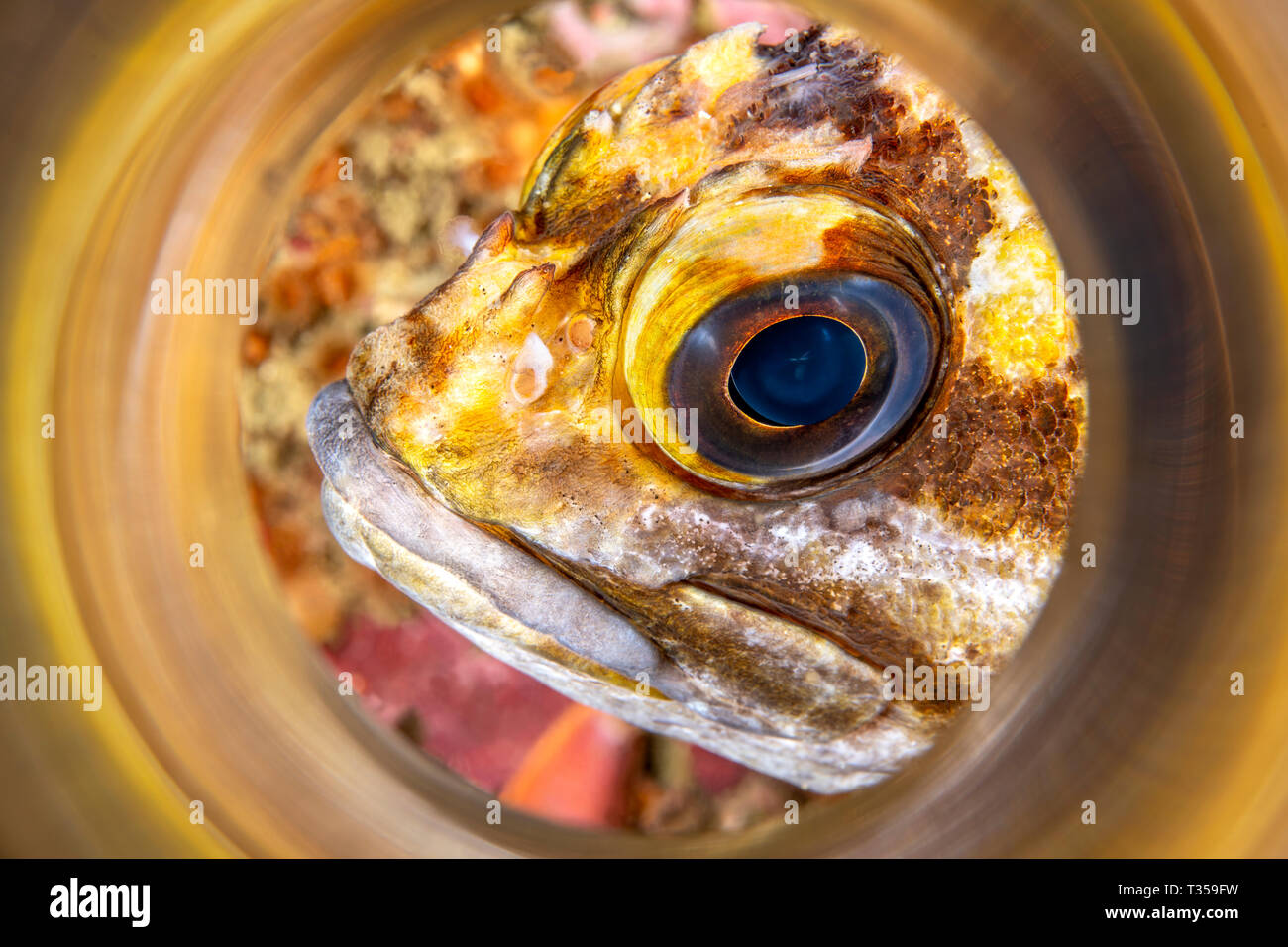 A copper rockfish shot with an in camera magic tube to capture the reflections of the animals color right out of the camera. Stock Photo