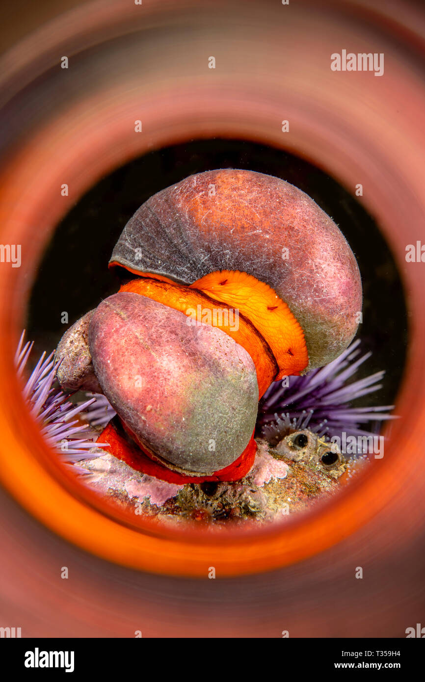 Two mating Norris top snails mating shot with a magic tube to capture the reflections of the animals color right out of the camera. Stock Photo