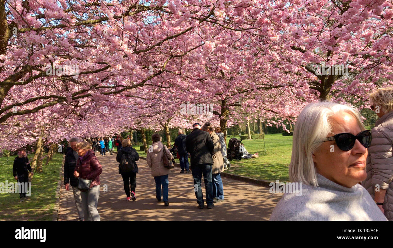 Pink cherry blossom trees with people enjoying the color explosion in a ...