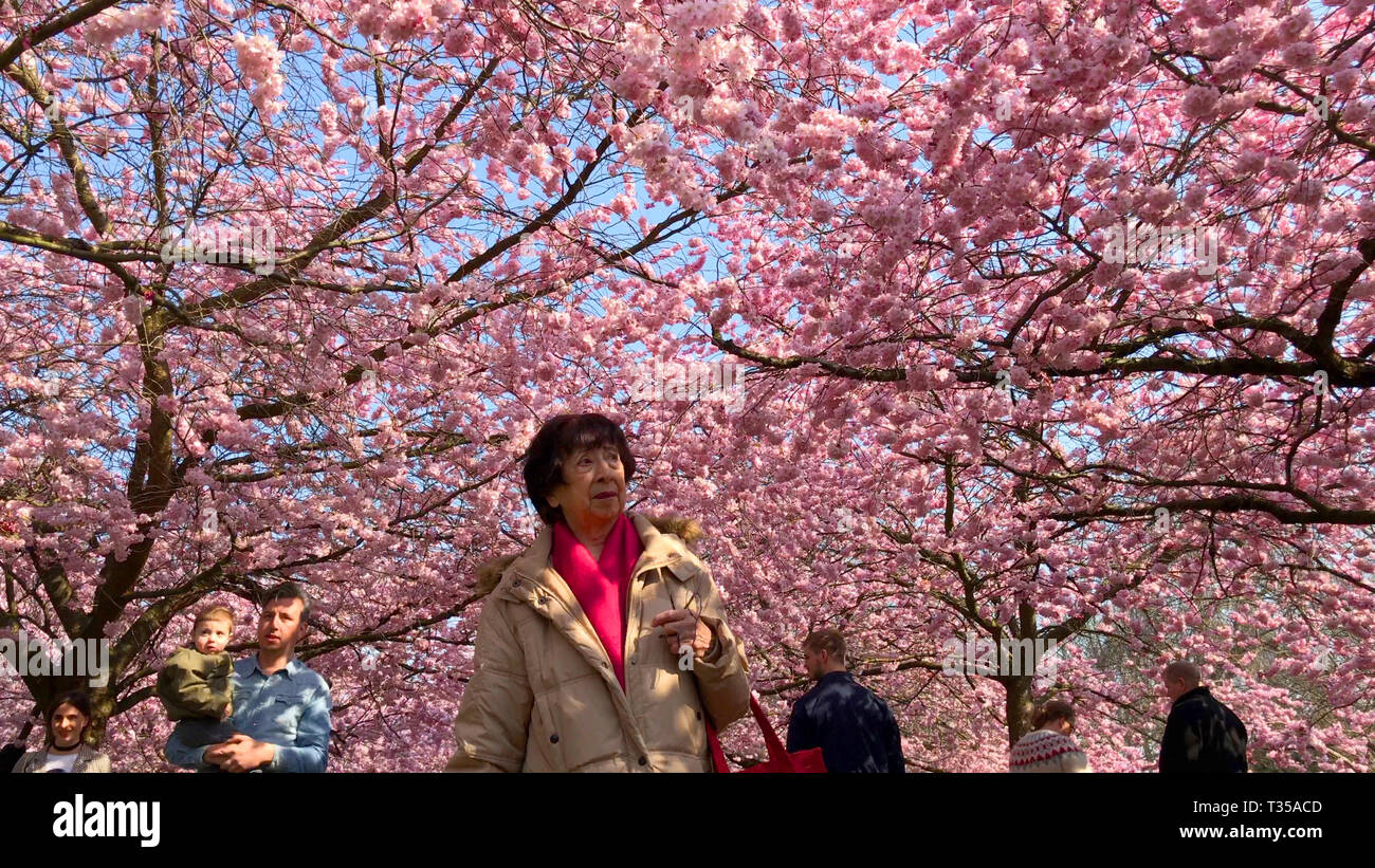 Pink cherry blossom trees with people enjoying the color explosion in a ...