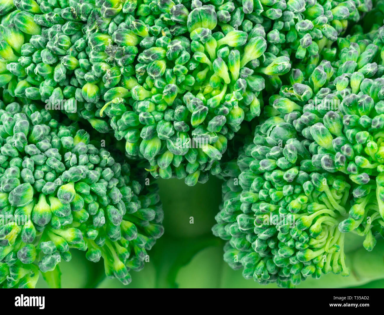 Closeup of a broccoli floret. Green background with a floral motif. Stock Photo