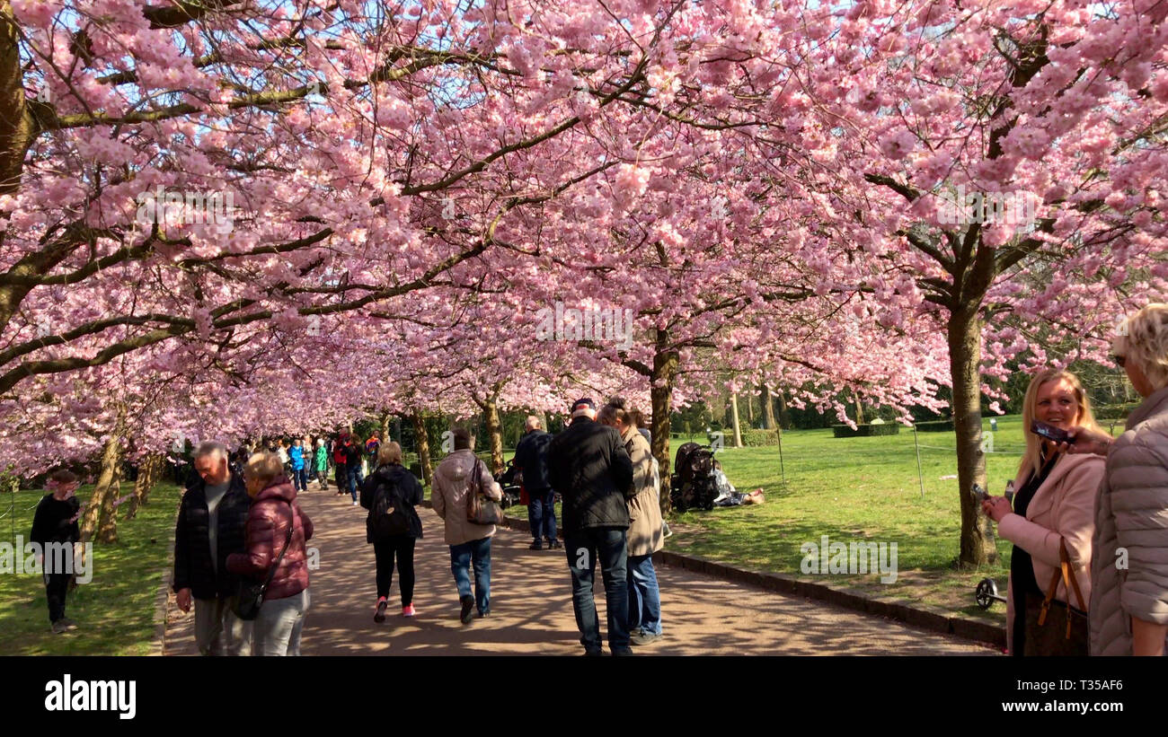 Pink cherry blossom trees with people enjoying the color explosion in a ...
