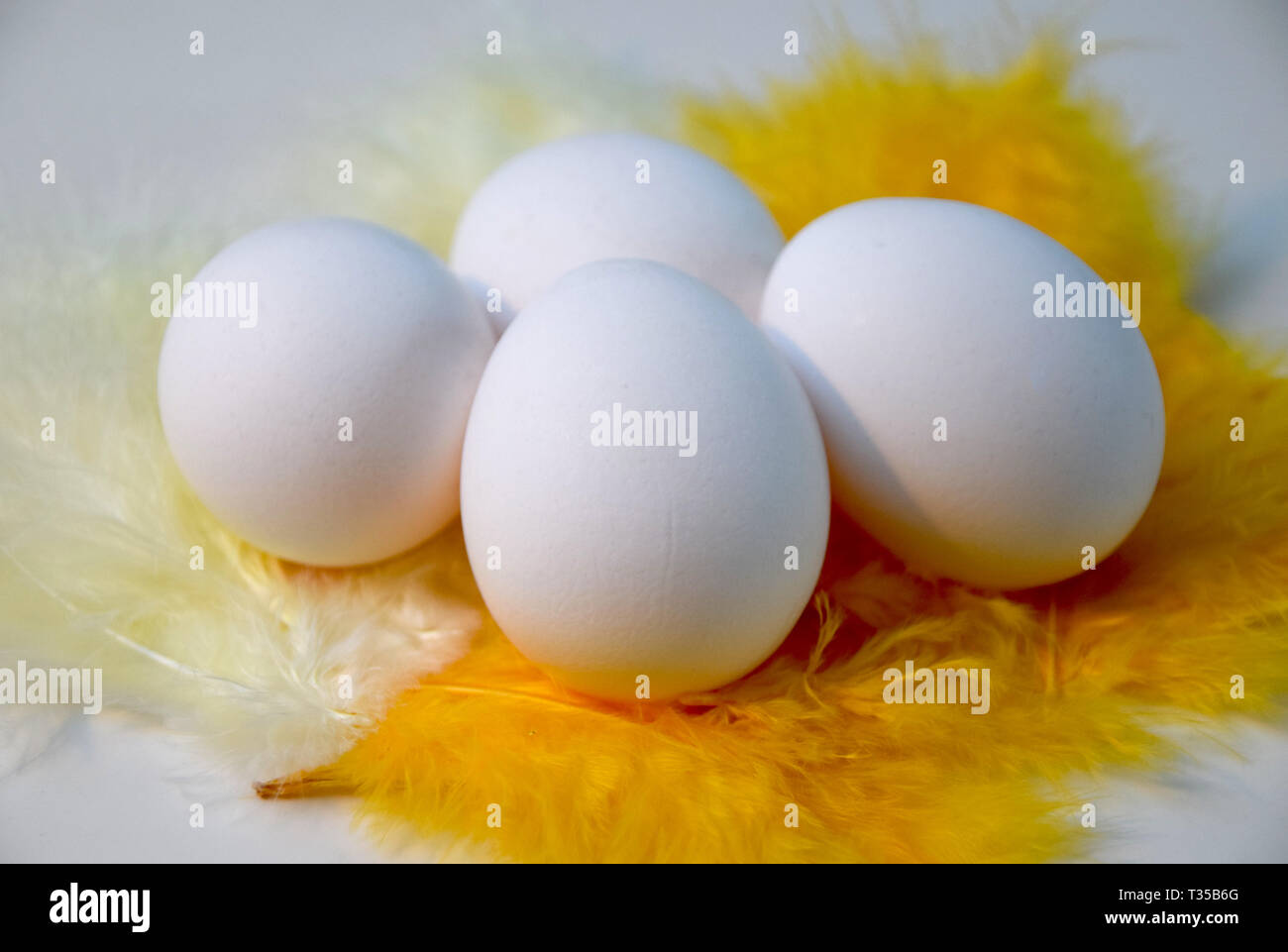Four white eggs on yellow and white feathers Stock Photo