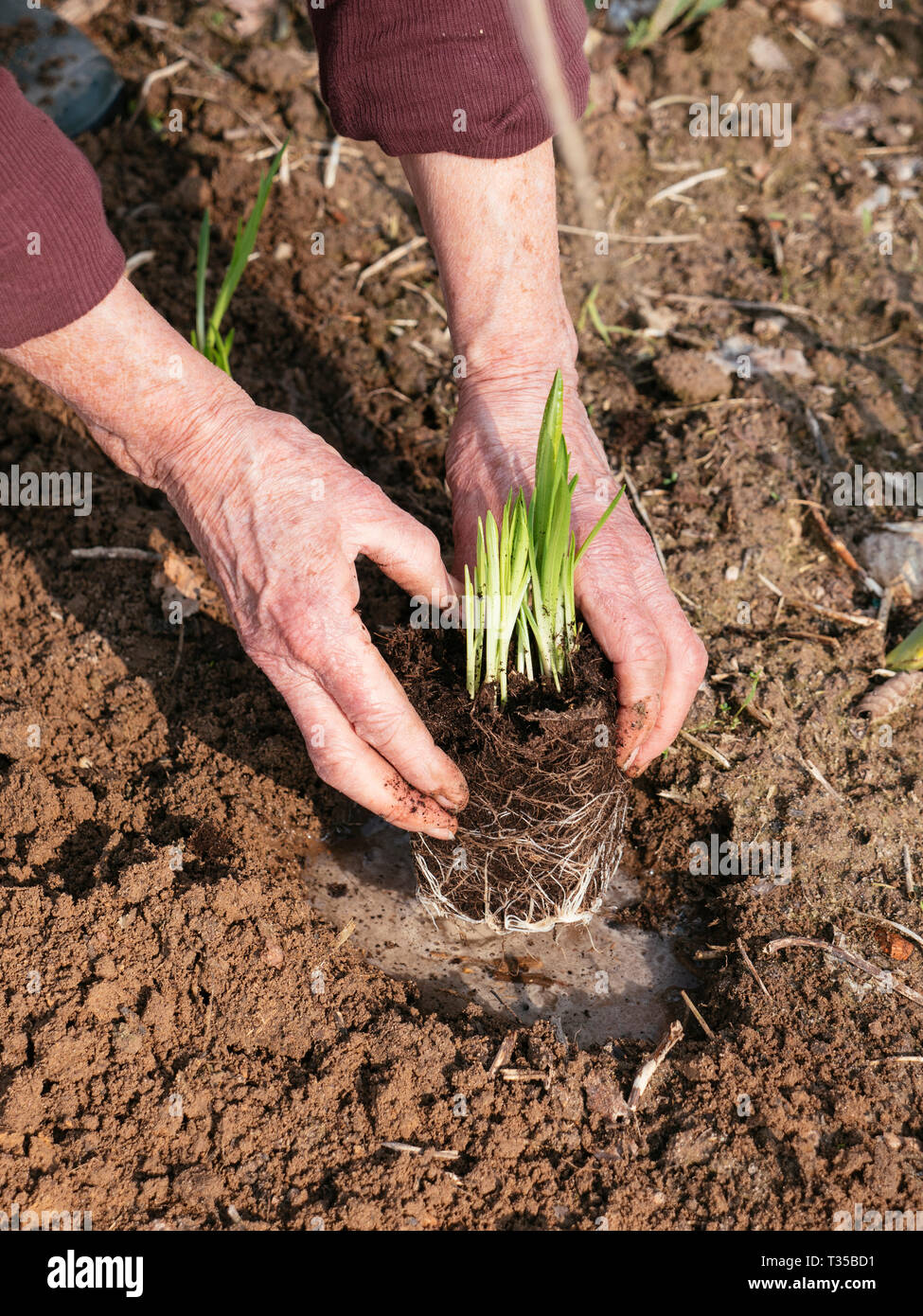 Gardener planting Liatris spicata var. Kobold. Stock Photo