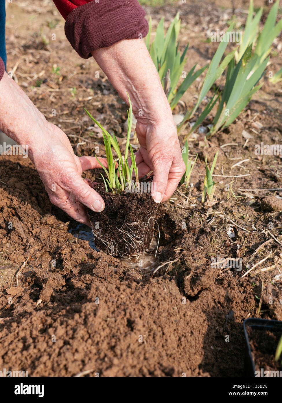 Gardener planting Liatris spicata var. Kobold. Stock Photo